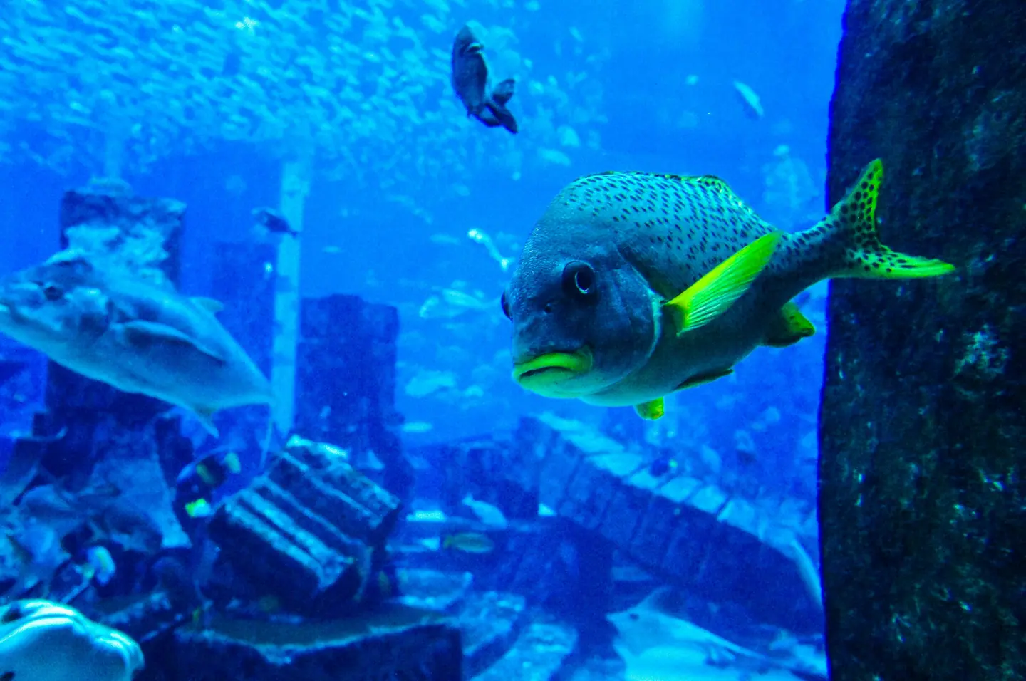 Species to Spot at Dubai Aquarium