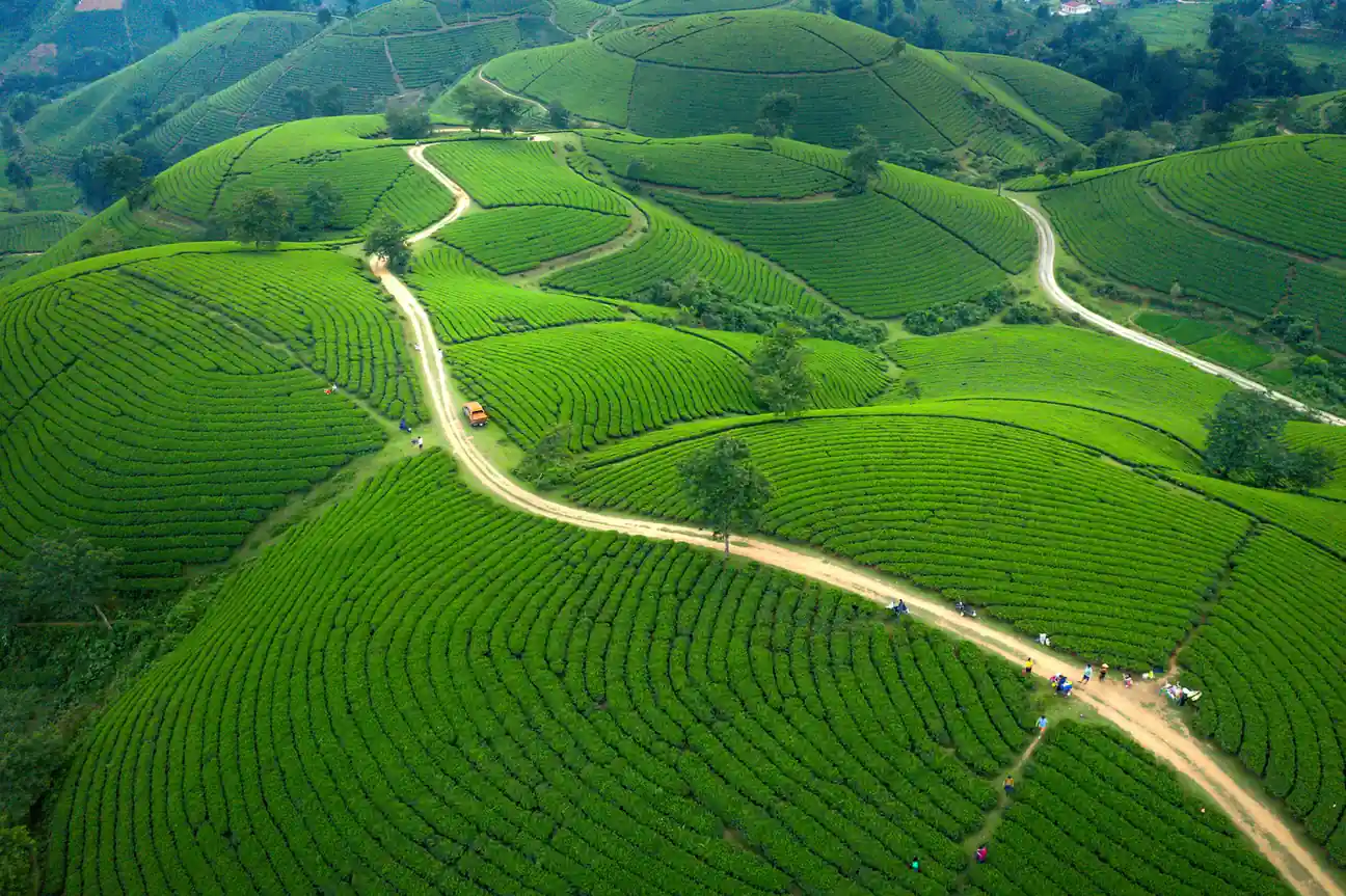 Boh Tea Plantation - places to visit in Cameron Highlands