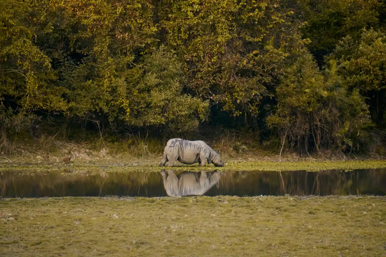 1. Kaziranga National Park - Places to Visit in North East 