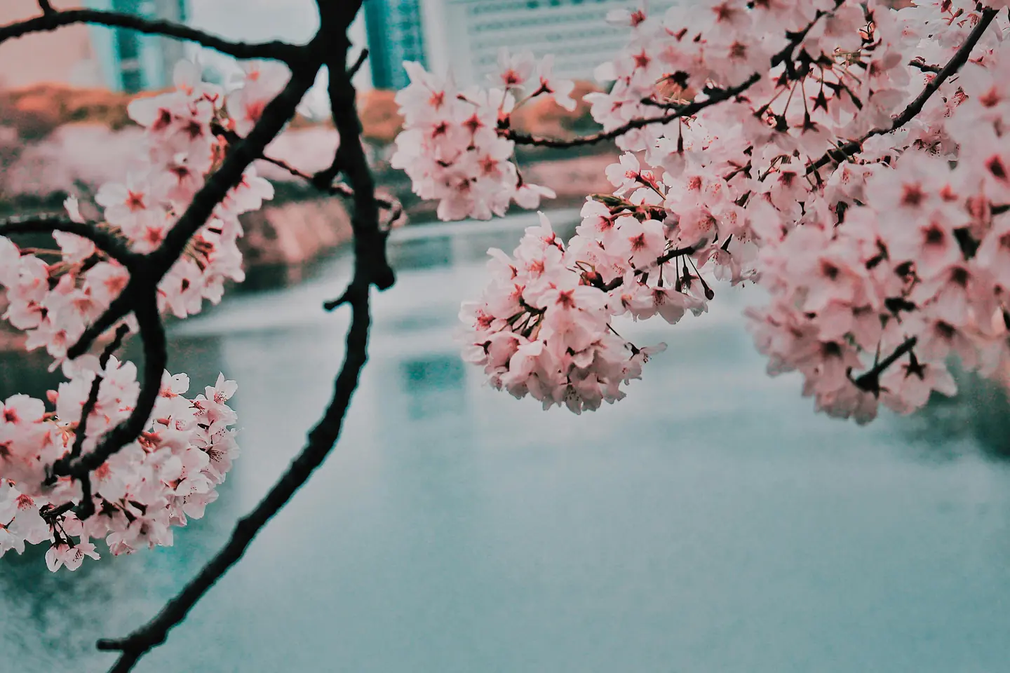 Places to See Cherry Blossoms Around the World