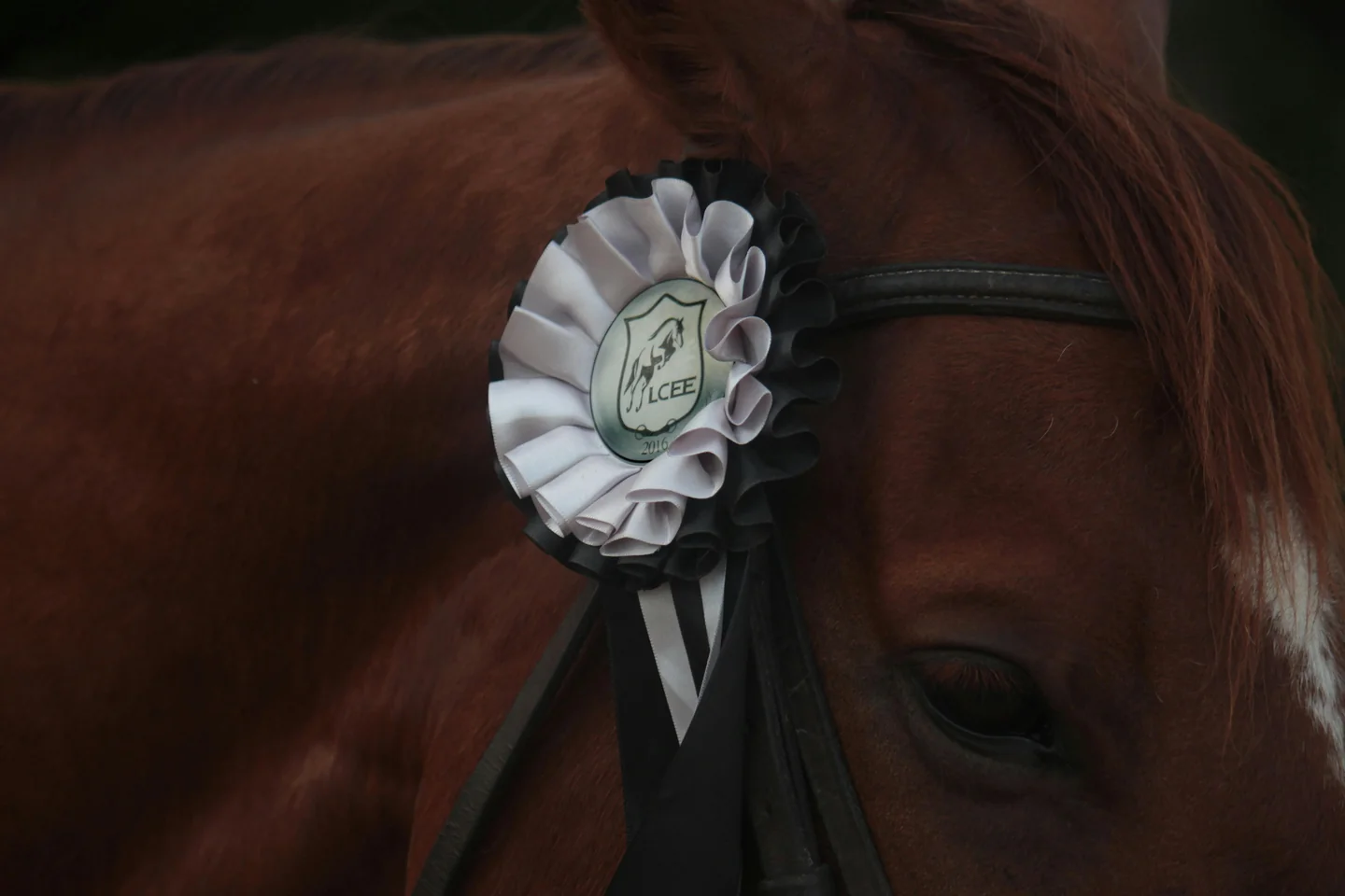 Winners Equestrian Club