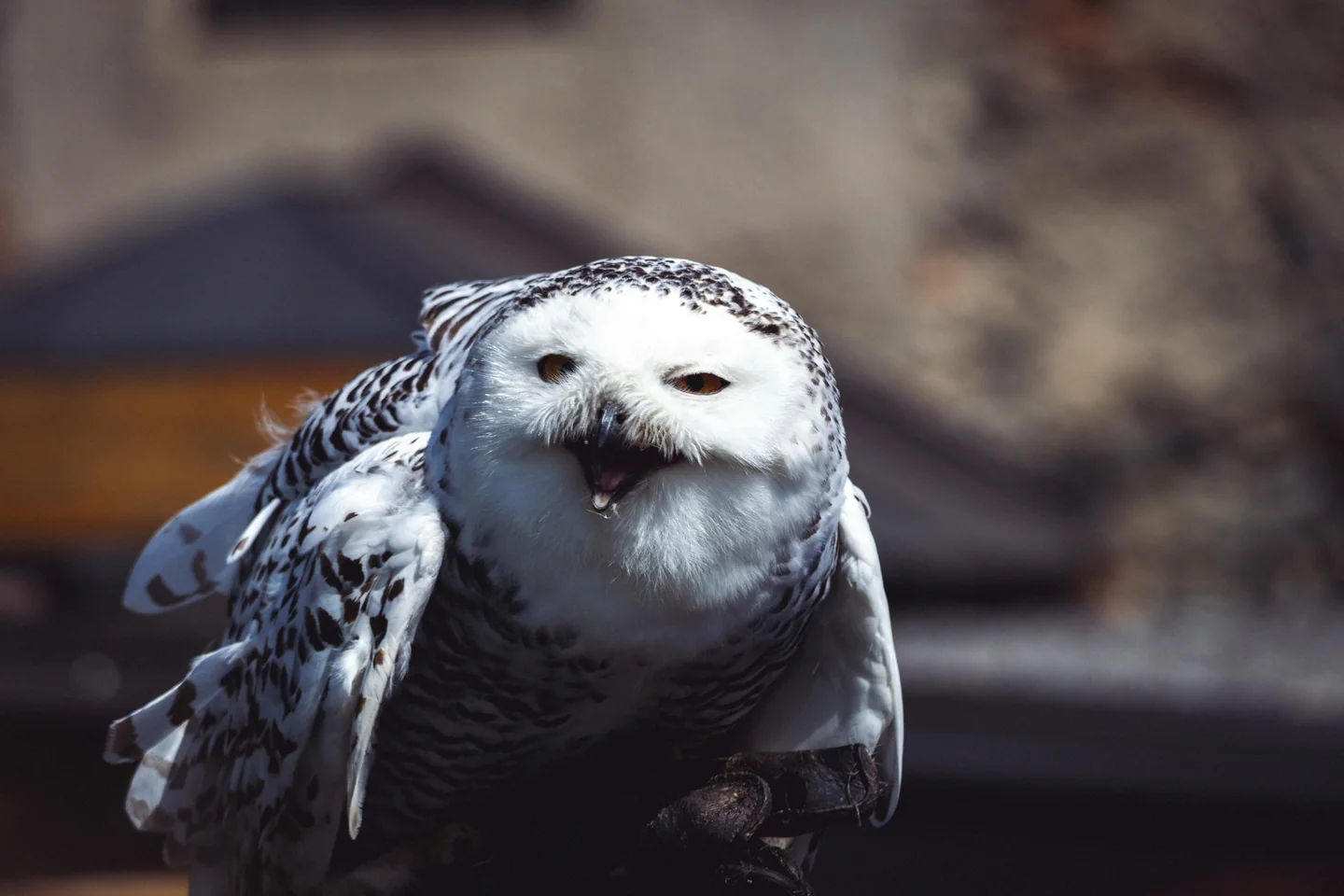 Snow Owl Kids