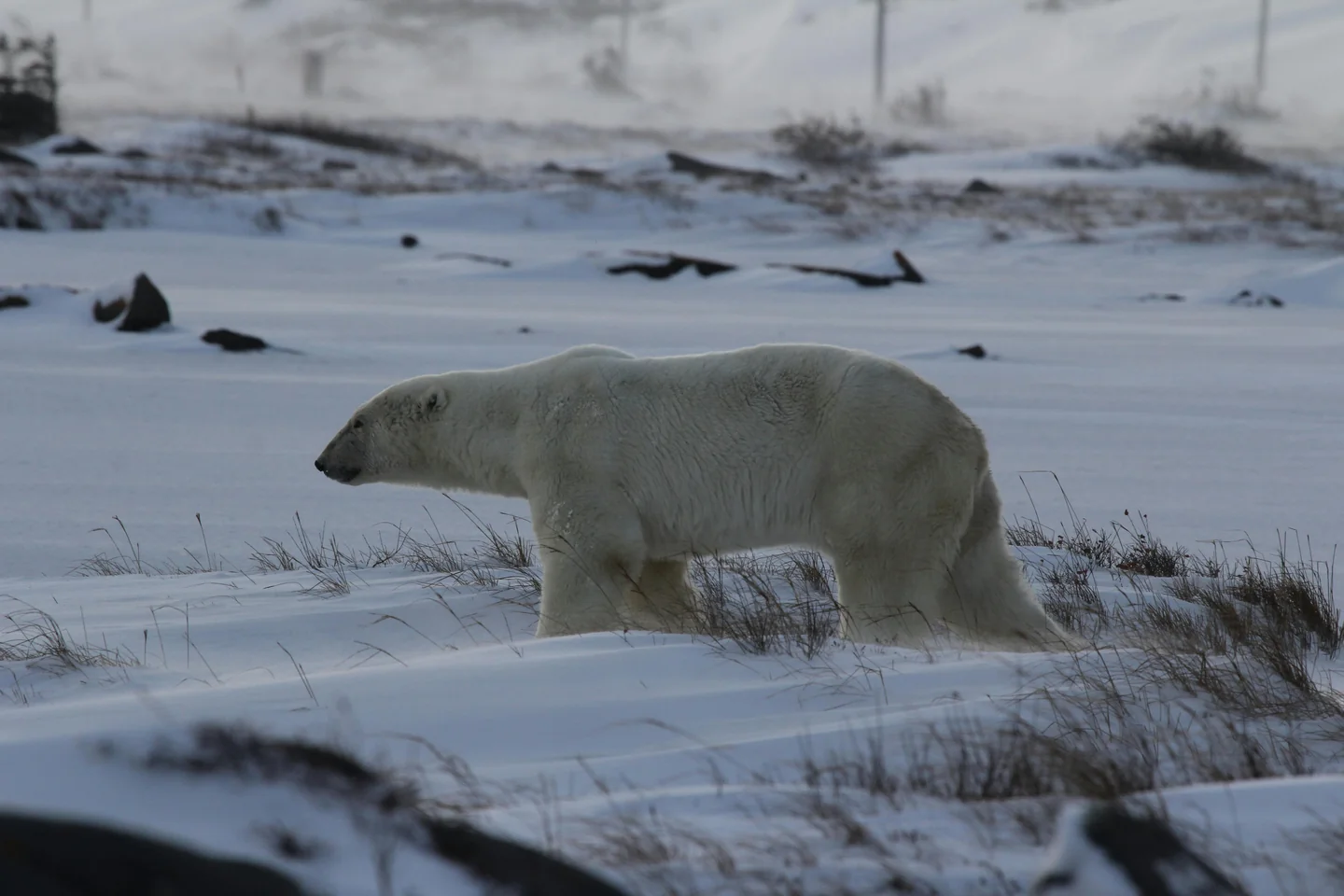Churchill, Manitoba - Wildlife