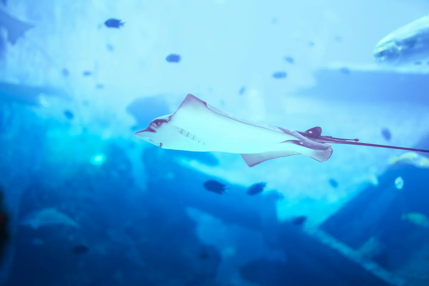 Ultimate Guide to Dubai Aquarium