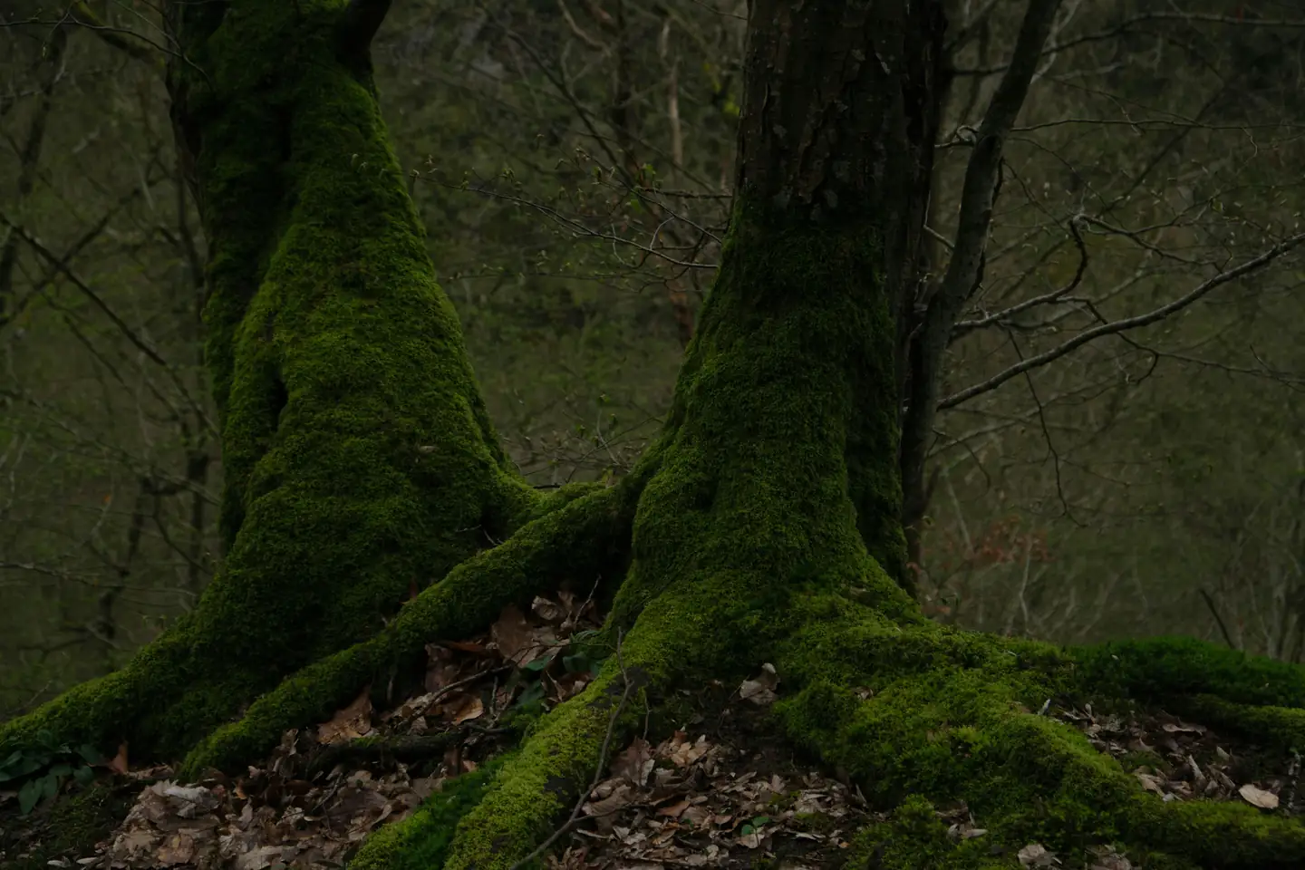 Mossy Forest 