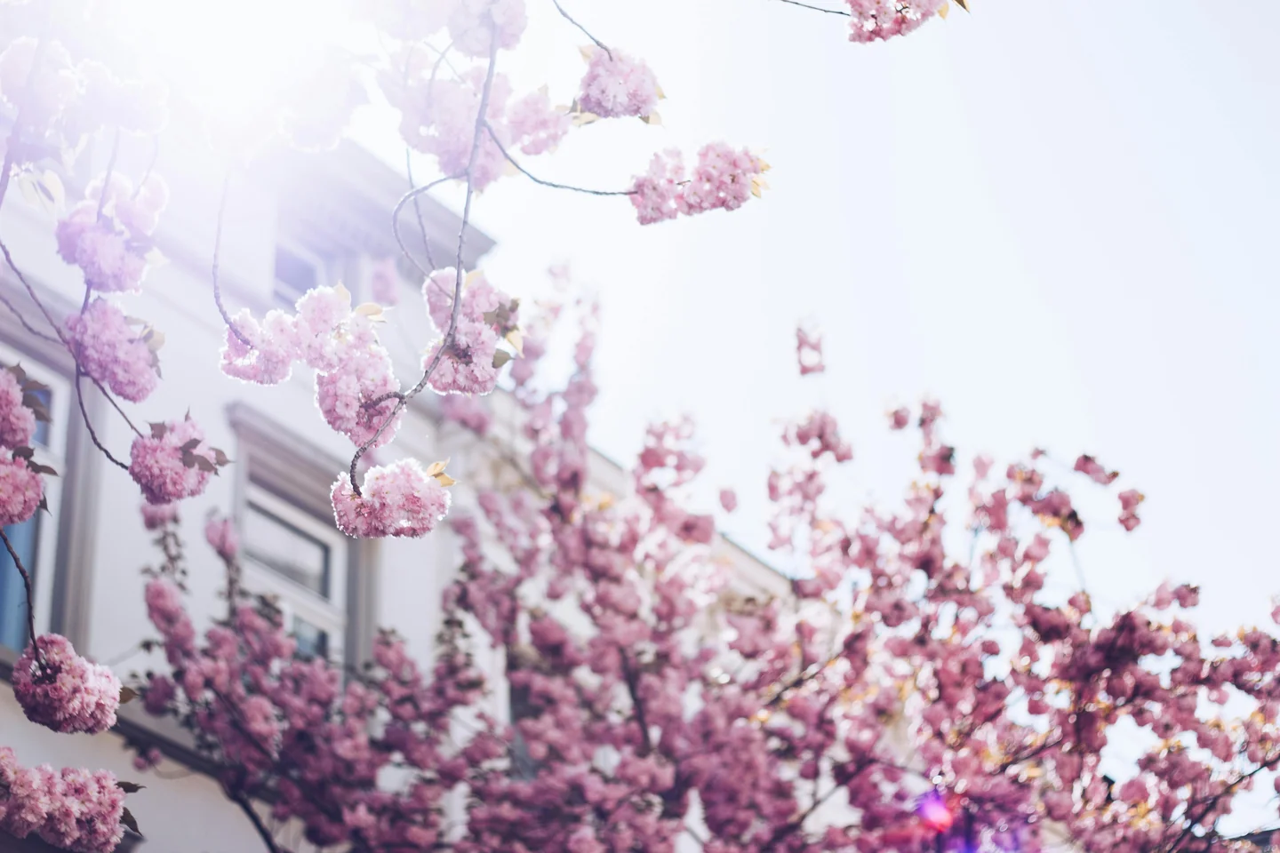 April – Cherry Blossoms & Outdoor Fun