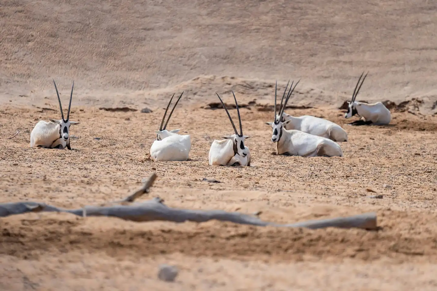 Arabian Wildlife Center