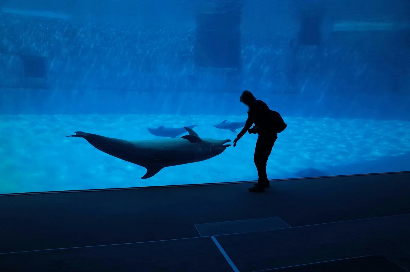 4. Batumi Dolphinarium - Places to Visit in Batumi Georgia
