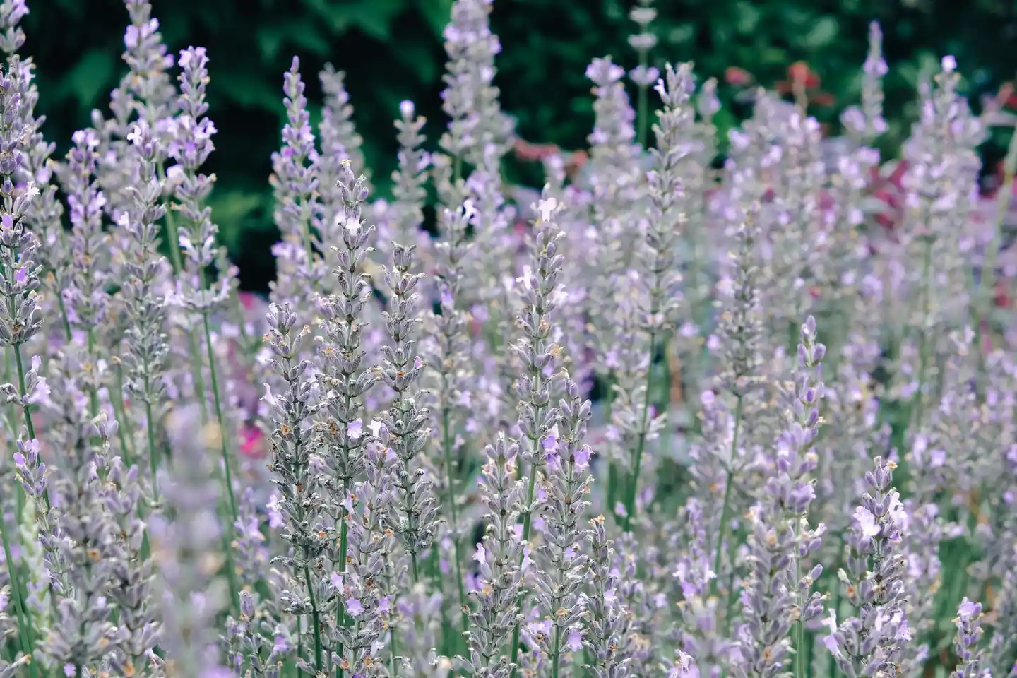 Cameron Lavender Garden - places to visit in Cameron Highlands