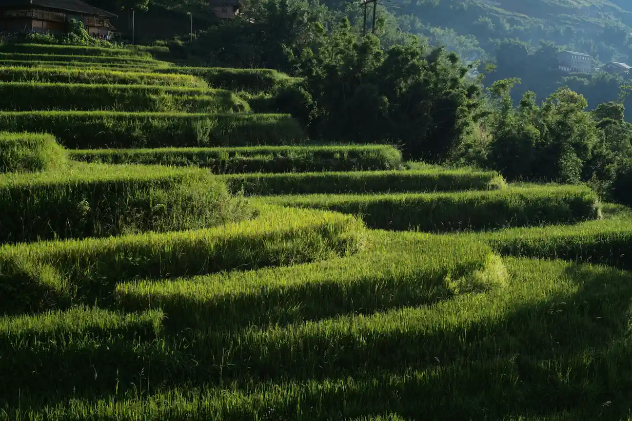 Discover the Terraced Rice Fields in Sapa - Things to Do in Vietnam