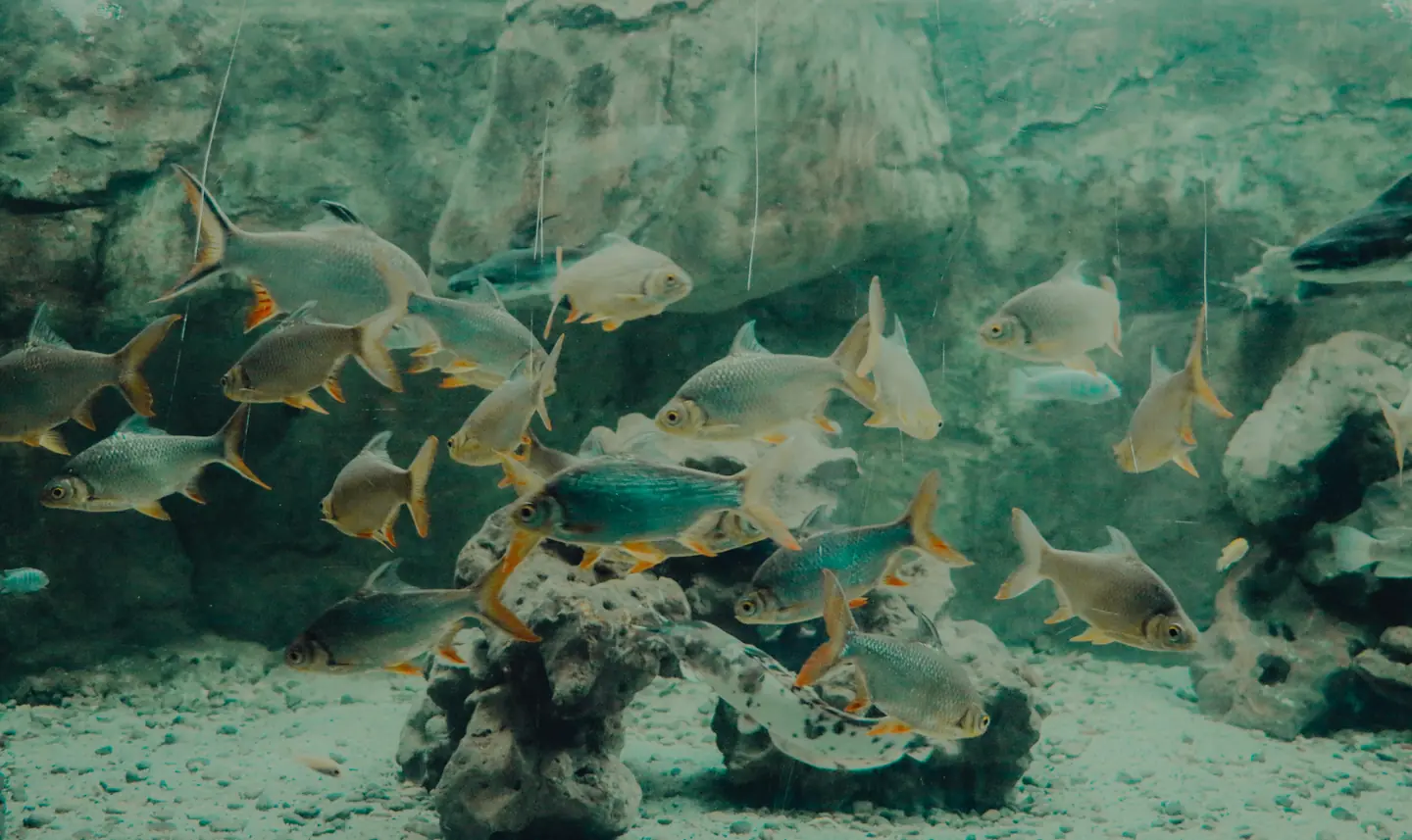 Sharjah Aquarium