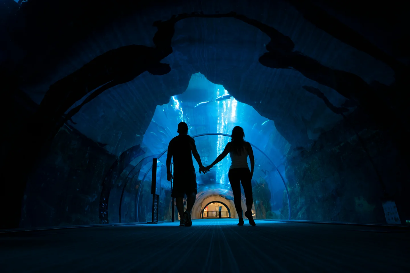 Must-See Attractions at Dubai Mall Aquarium