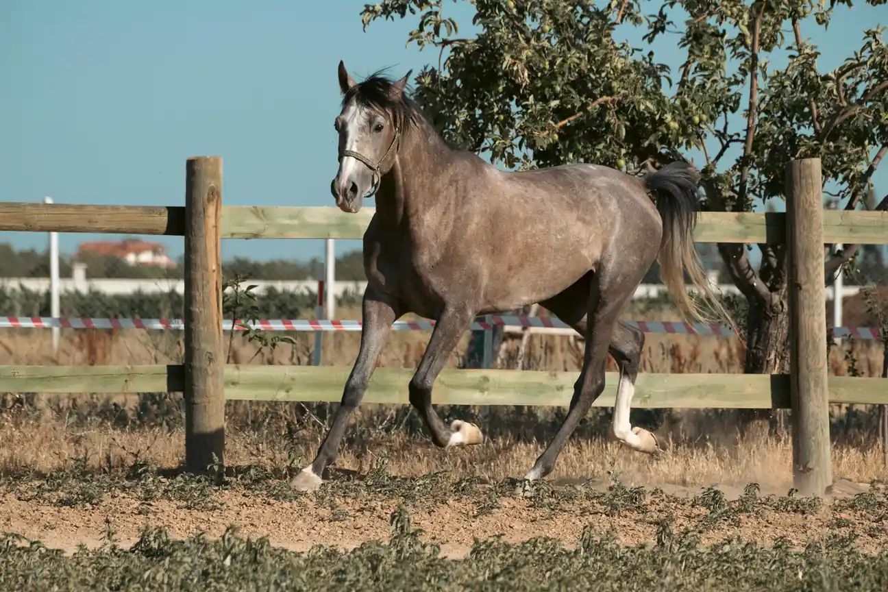 Arabian Ranches Equestrian Centre