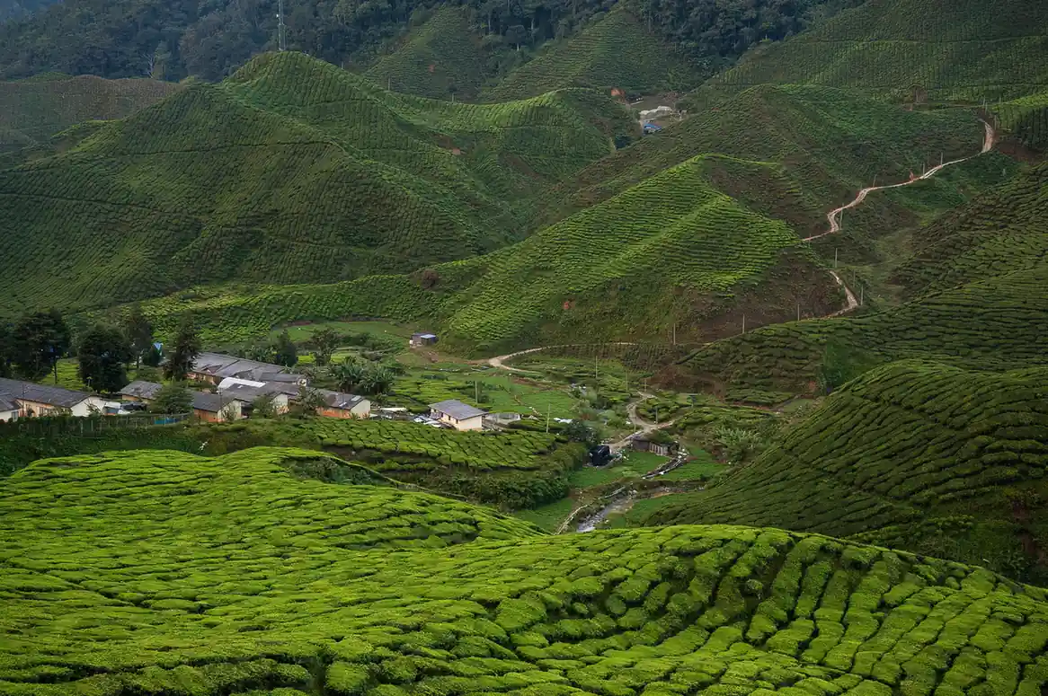 Cameron Highlands, Pahang - Sightseeing Places