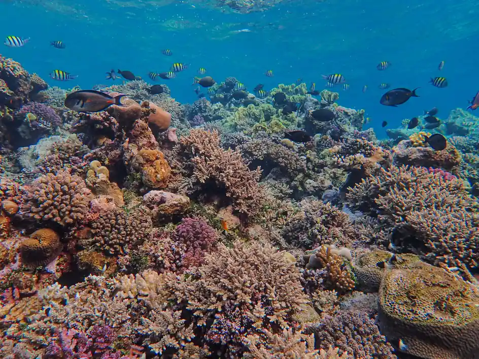 Shark Diving in Maldives