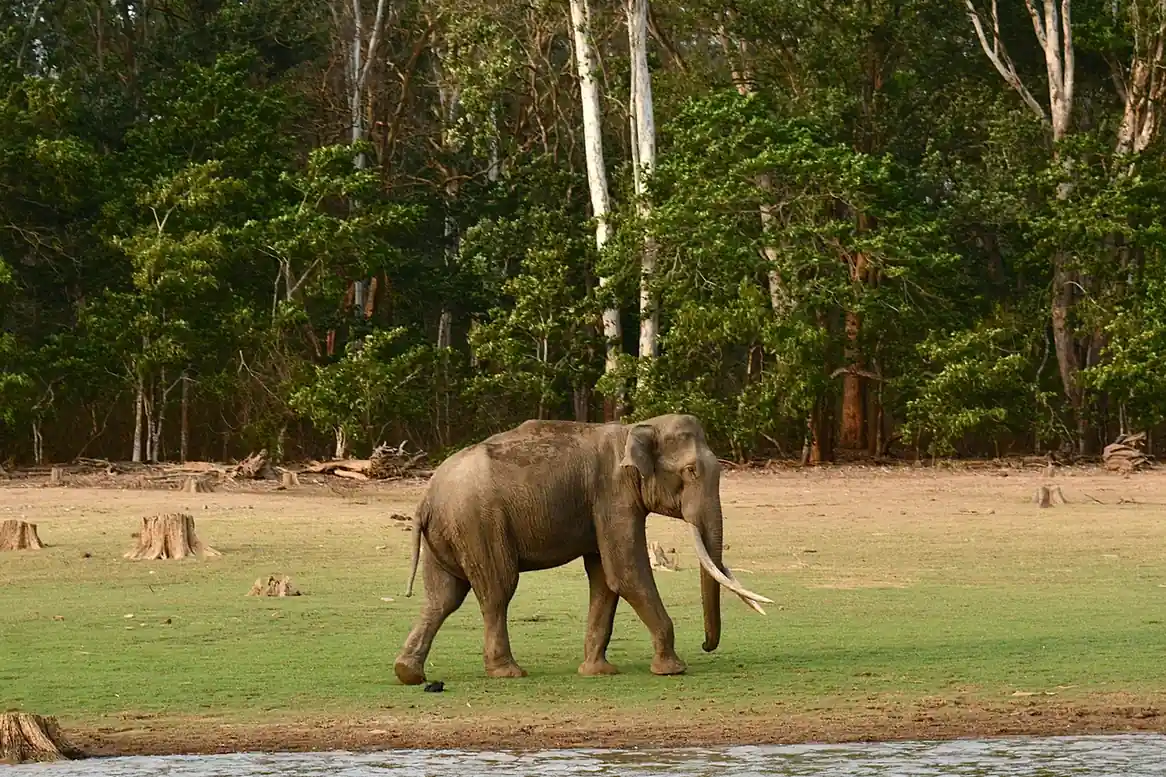 Nagarhole National Park – A Wildlife Sanctuary