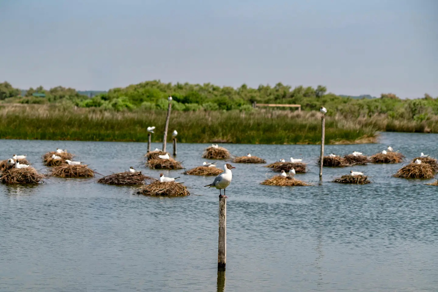 5. Pitti Bird Sanctuary: Spot Some Birds