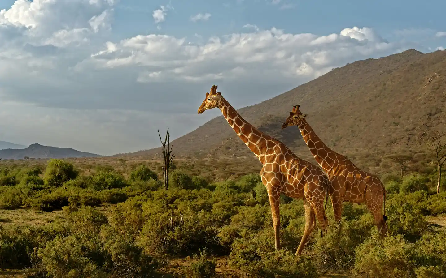 Samburu National Reserve