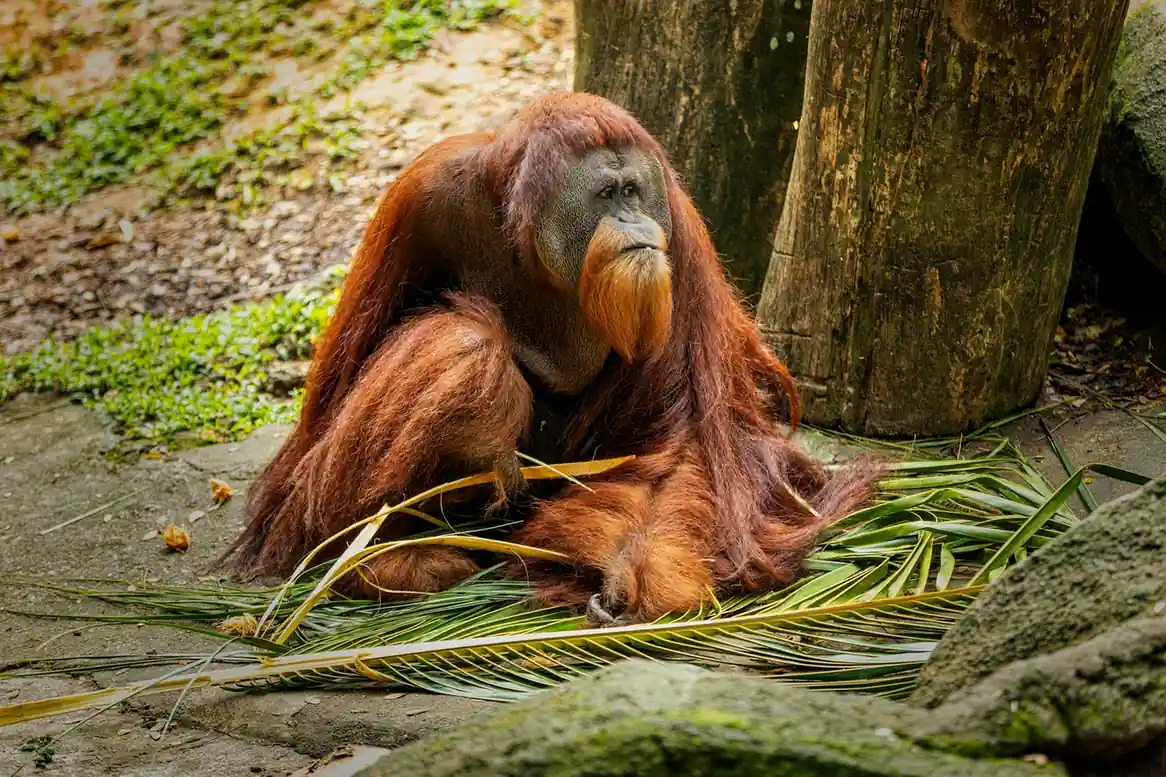 Sepilok Orangutan Rehabilitation Centre