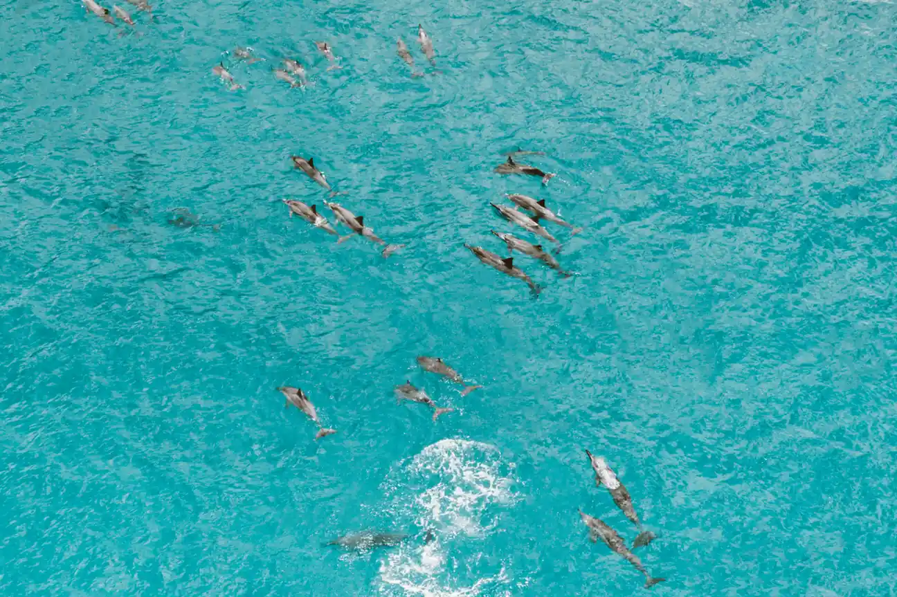 Swim with Dolphins in Kaikoura