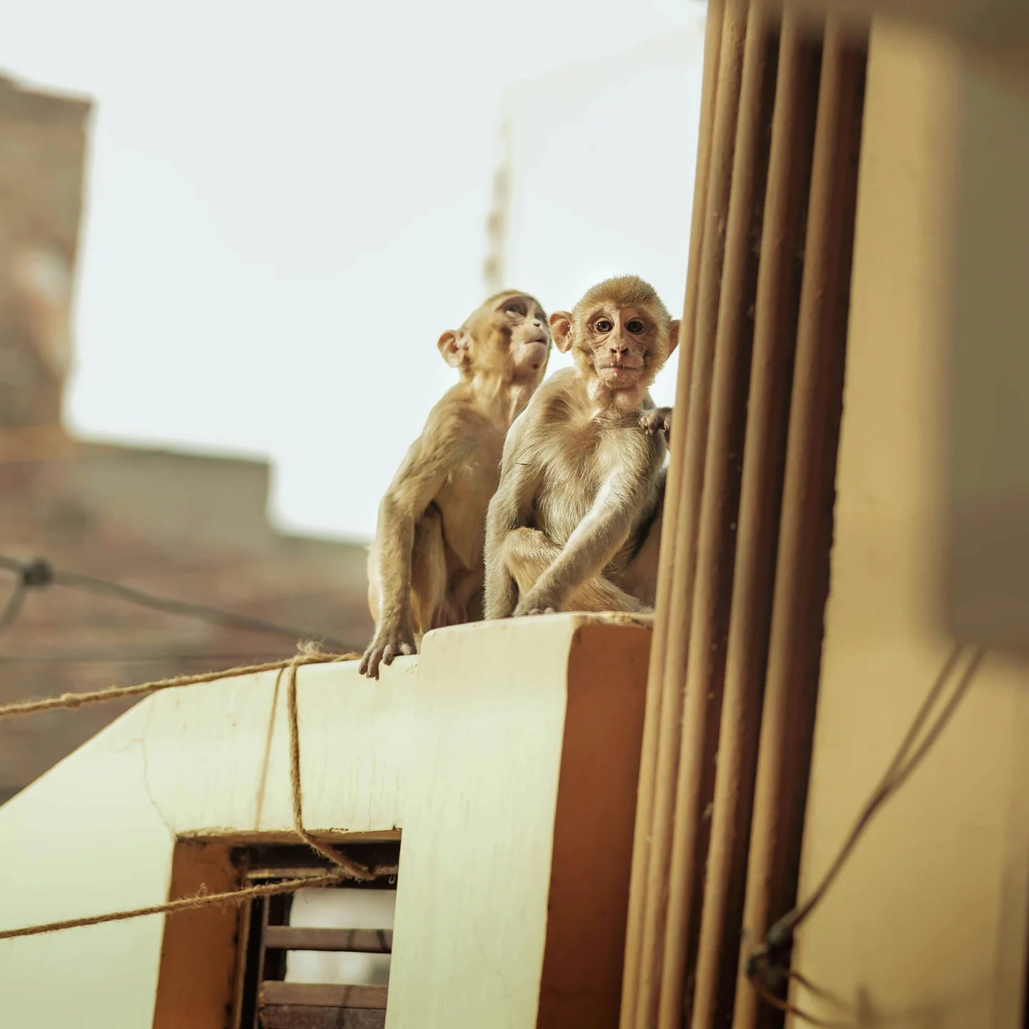 Cheeky Monkeys at Times Square Center