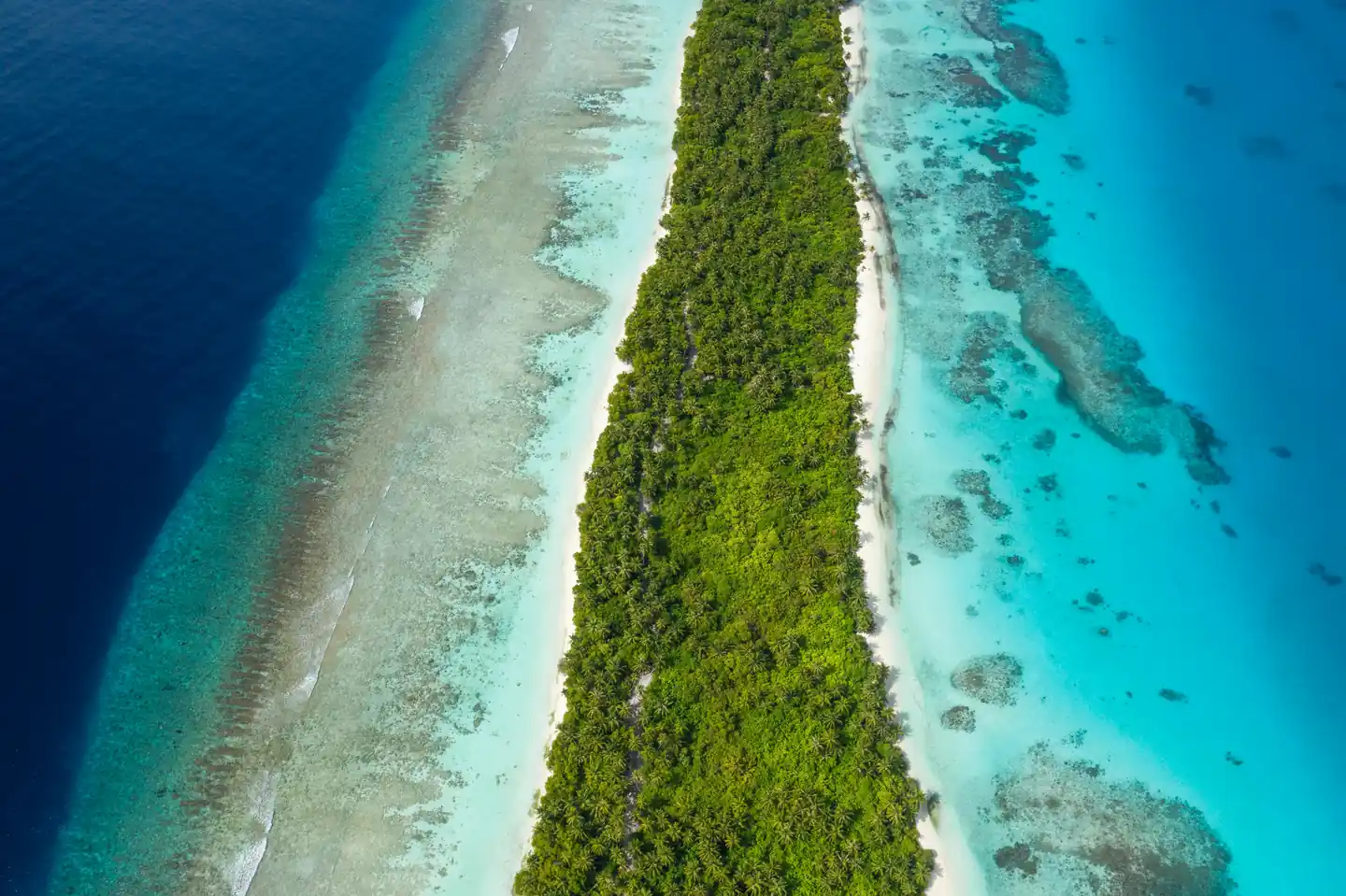 Shark Diving in Maldives
