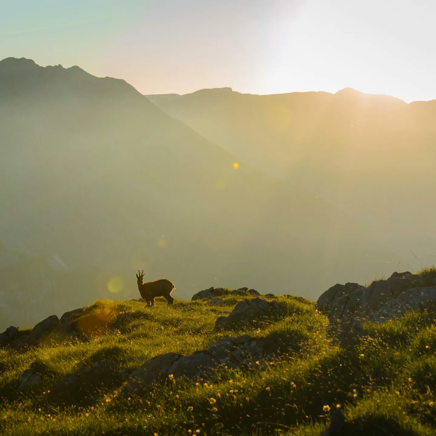 Respect Nature and Wildlife