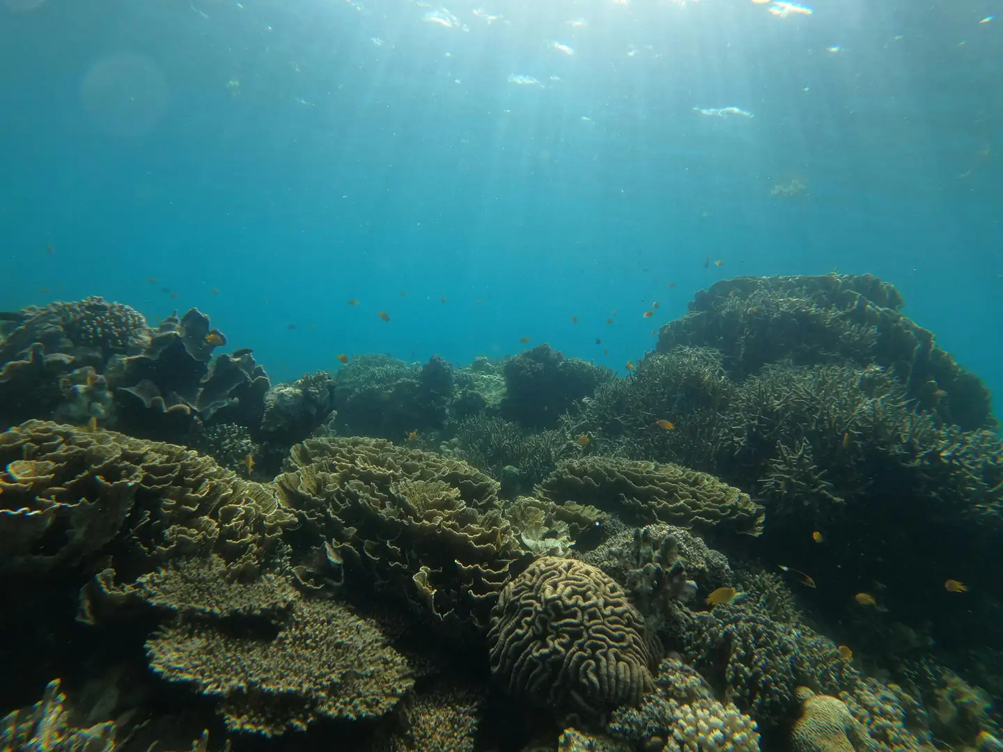 Tubbataha Reefs Natural Park - Philippines