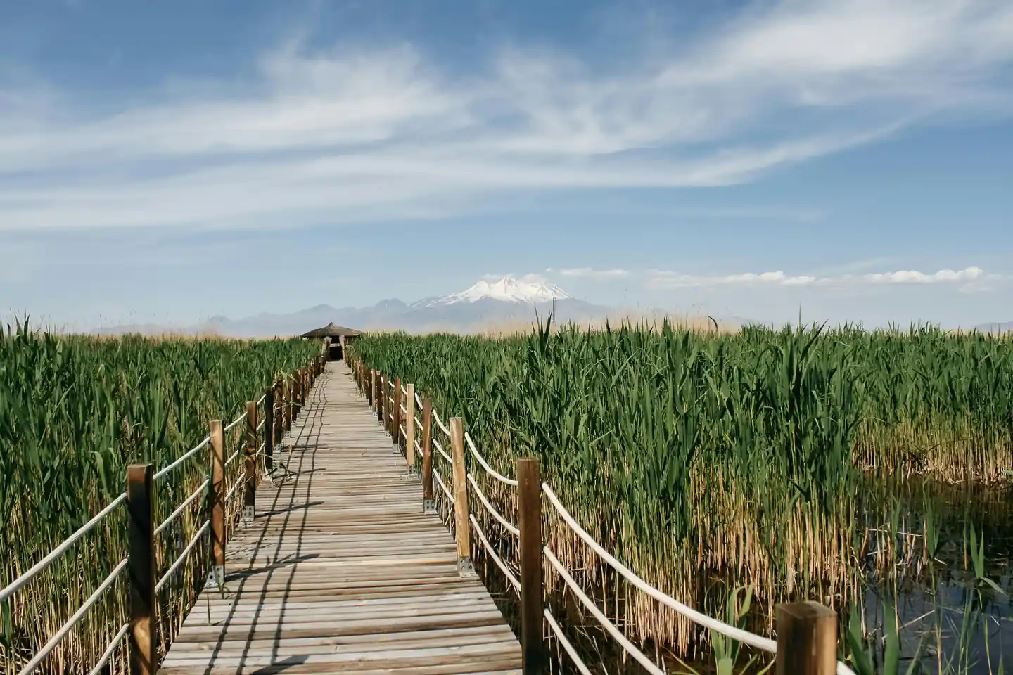 Wander Through Al Wathba Wetland Reserve