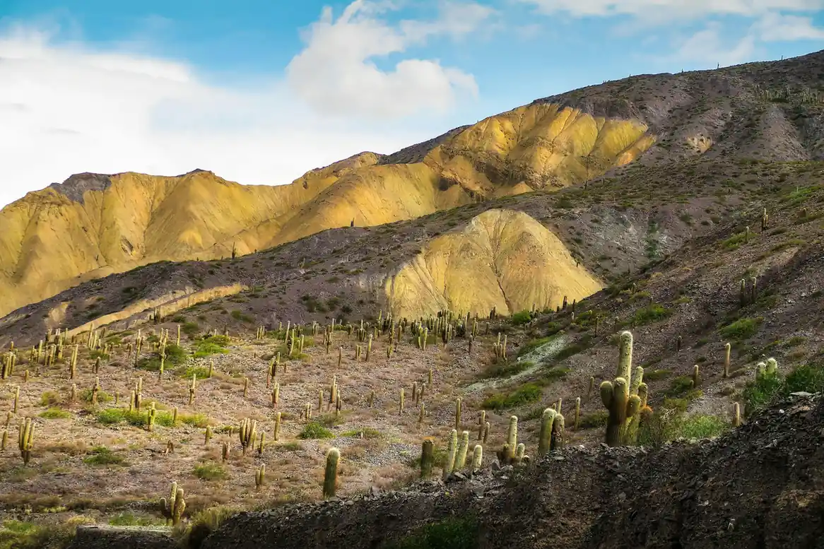 Cactus Valley