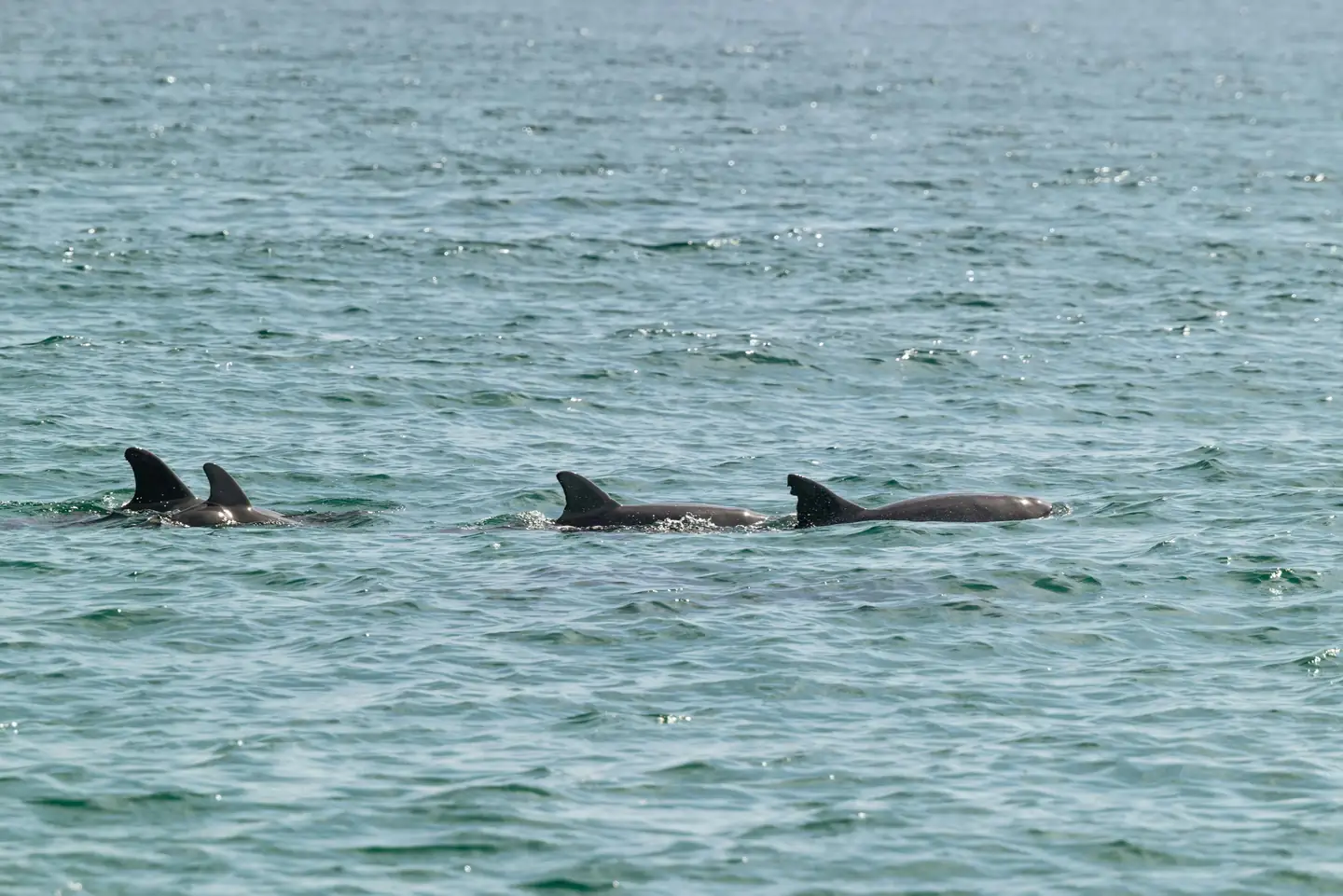 Go on a Dolphin Watching Tour