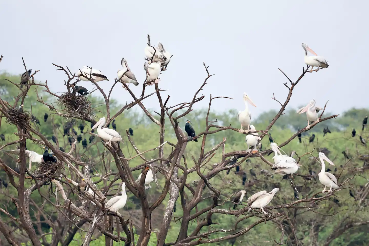 Pushpagiri Wildlife Sanctuary – A Bird watcher’s delight