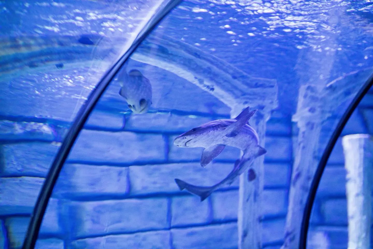 Shark Diving at Dubai Aquarium
