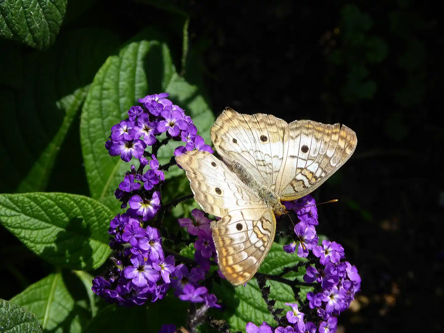 Cameron Highlands Butterfly Garden