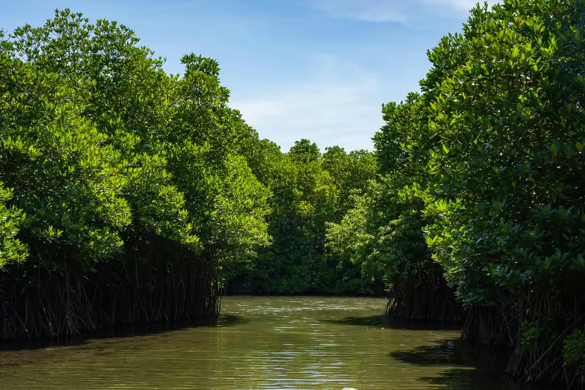 Eastern Mangroves Promenade