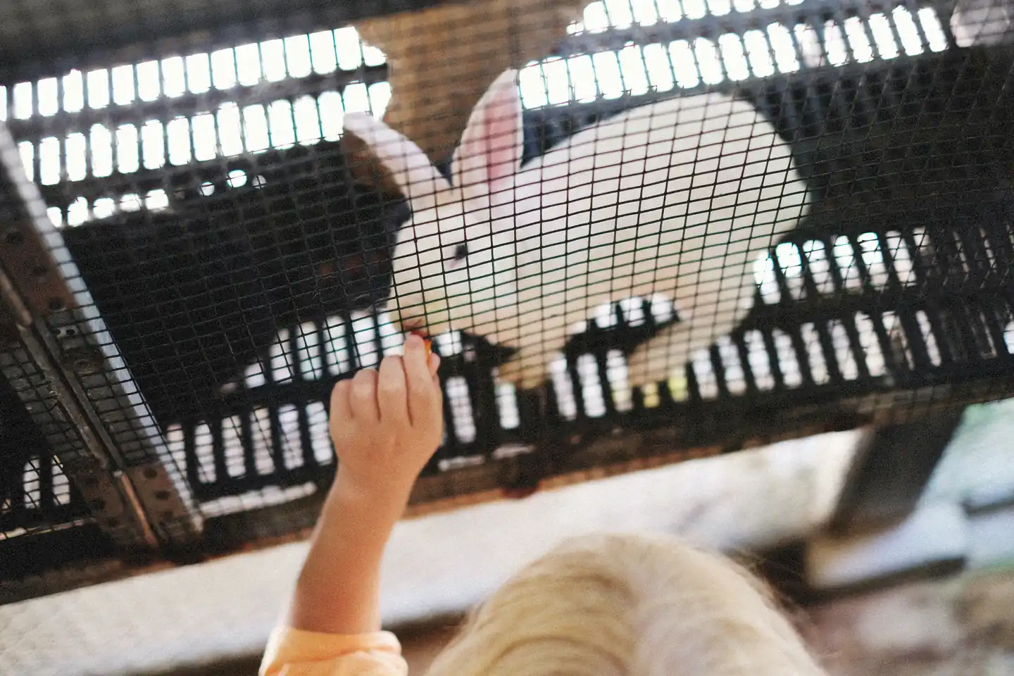 Visiting Petting Zoos and Farms
