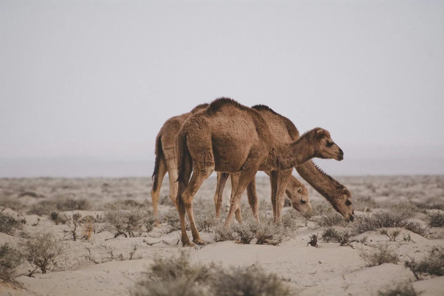 Wahat Al Karama