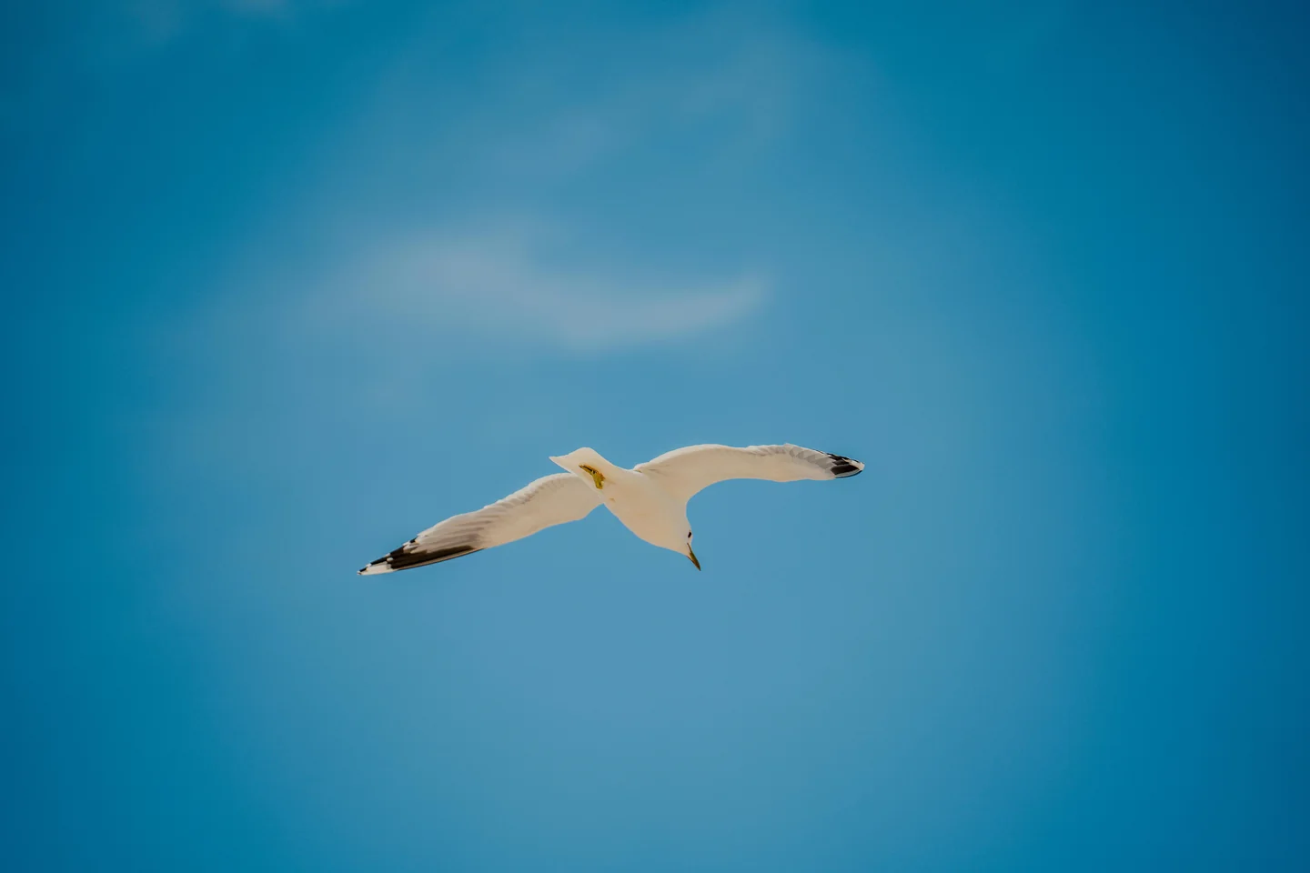 Wings of Time