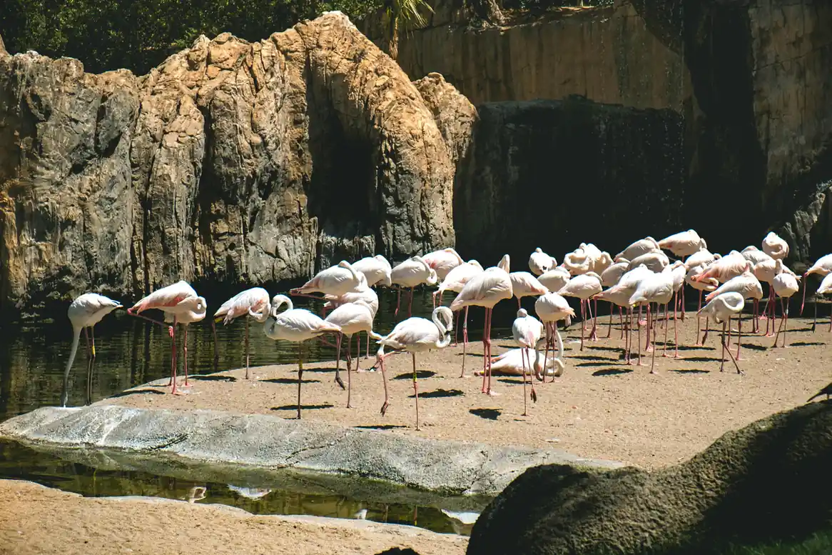 Flamingo Room by tashas