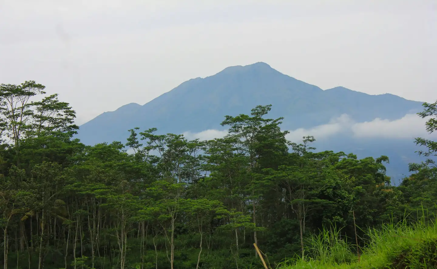 Gunung Brinchang - places to visit in Cameron Highlands