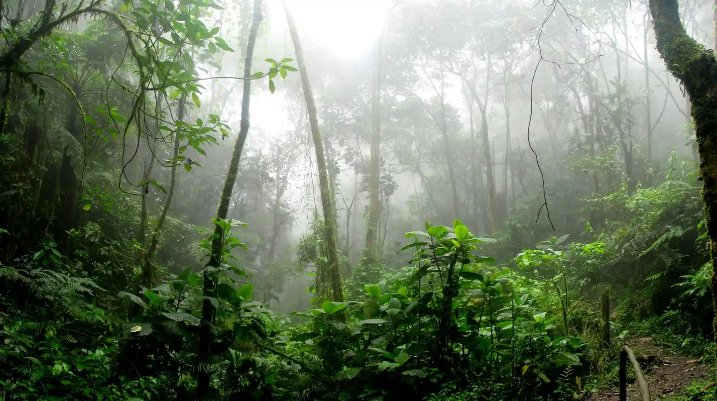 Jungle Bay