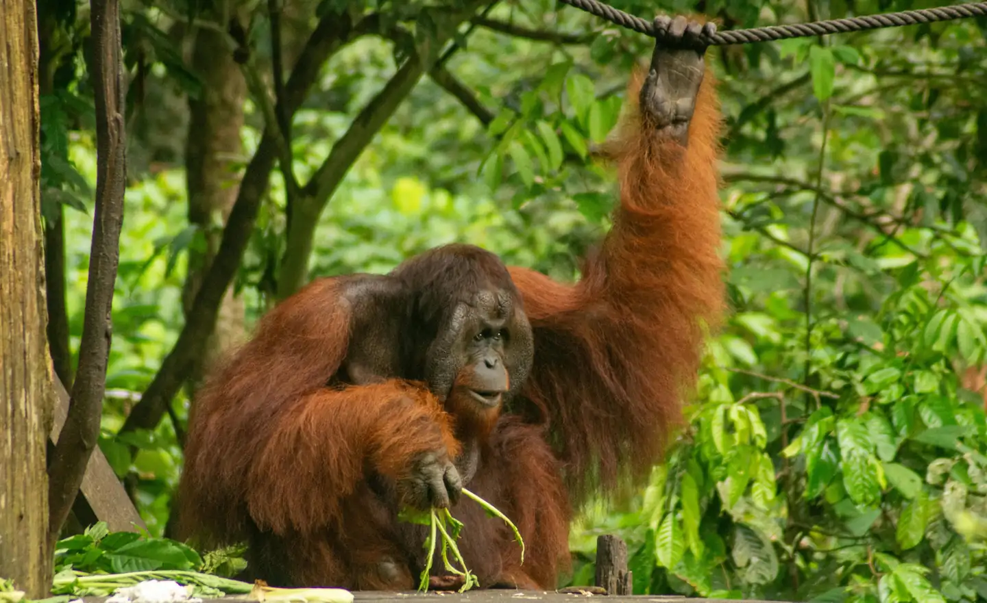 Orangutan Rehabilitation Centers, Sabah & Sarawak - Sightseeing Places