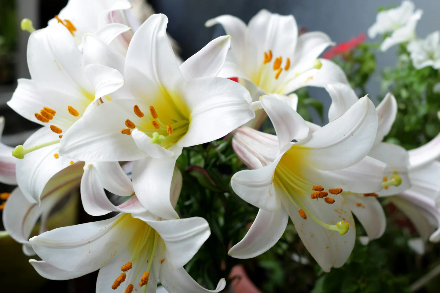 Planting Easter Lilies 