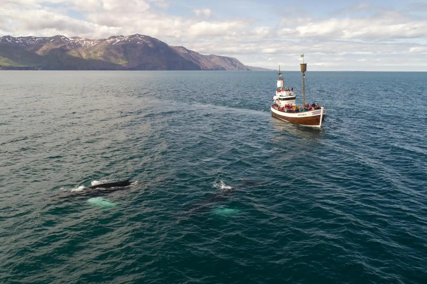 Take a Go Whale Watching in Dingle Bay
