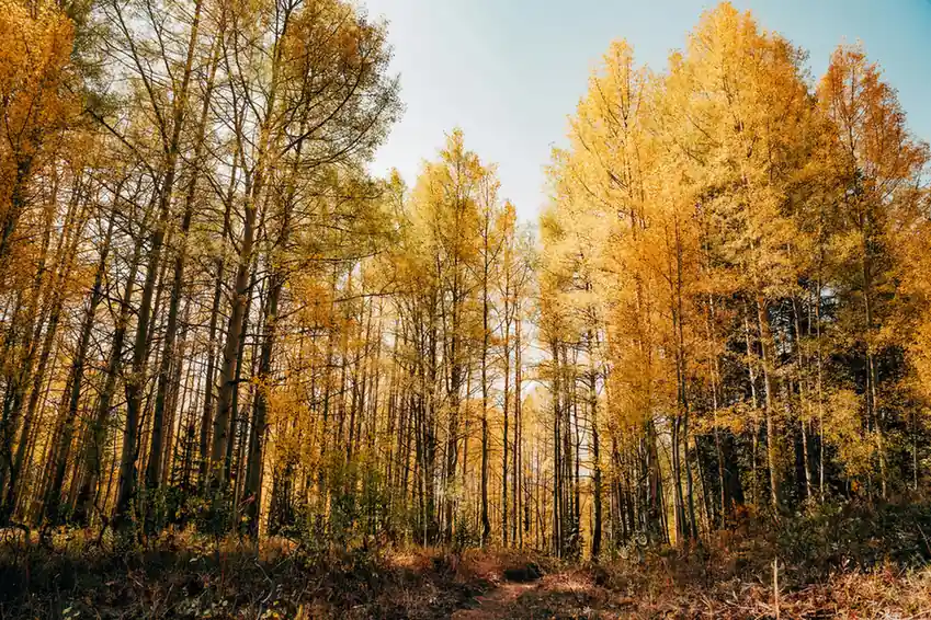 Autumn (September to November): A Golden Season for Exploration