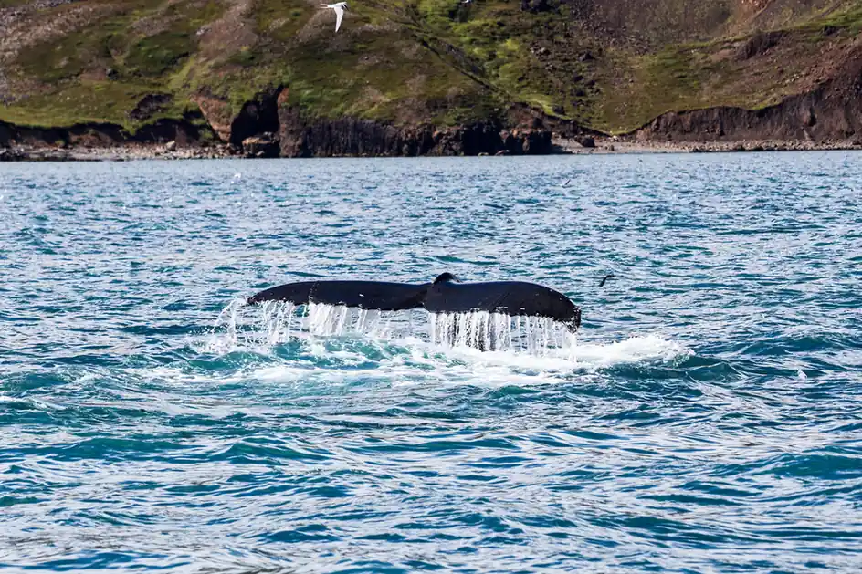 Best Time for Whale Watching in Iceland