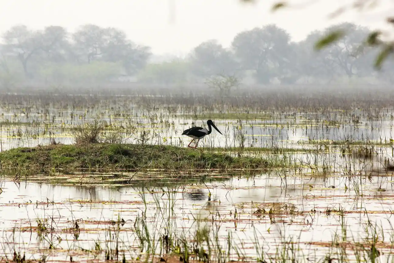 Bharatpur – A Paradise for Bird Lovers