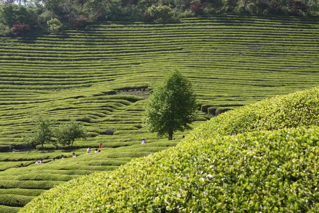 Boseong Green Tea Fields