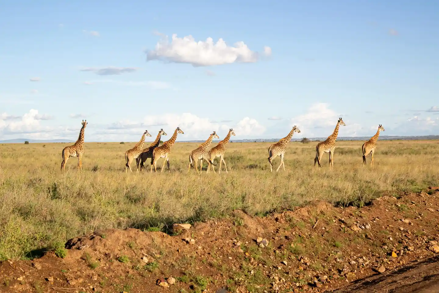 5 Days in Kenya