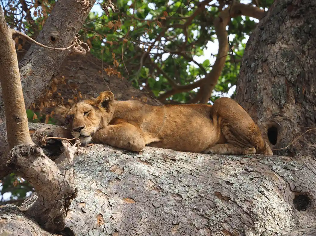 Lake Manyara National Park – Tree-Climbing Lions